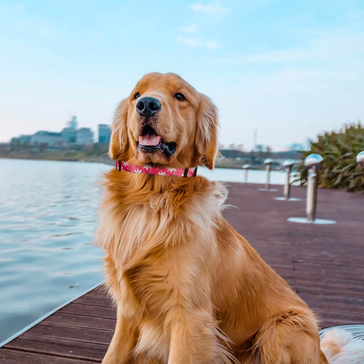 3 PCS Daisy Flower Pet Collar, lyfLux Adjustable Cute Collar for Medium Pet Cats and Dogs Daily Use (33cm/13inch~55cm/21.6inch, M)