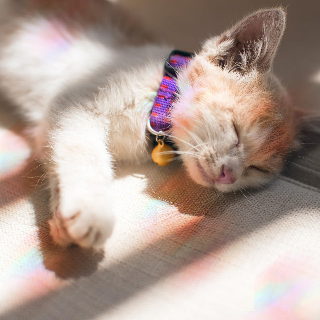 4 Sheets Anti Collision Window Clings, Window Decals to Prevent Bird Strikes Prism Pattern Window Stickers for Birds Alert Stickers to Protect Wild Birds Against Glass (Clouds)