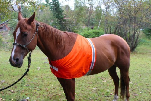 Dog Not Gone Visibility Products Safety Horse Vest - Metta Home and Technologies